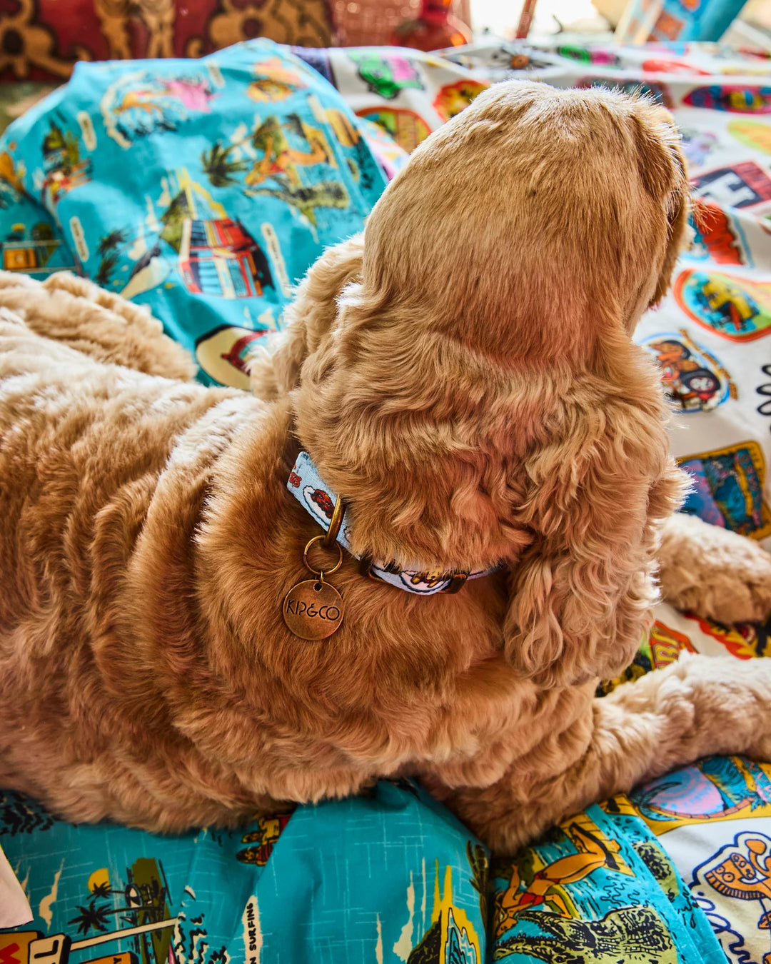 Kip & Co x Mambo Puppies Dog Collar
