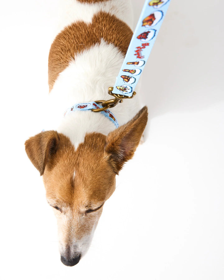 Kip & Co x Mambo Puppies Dog Collar