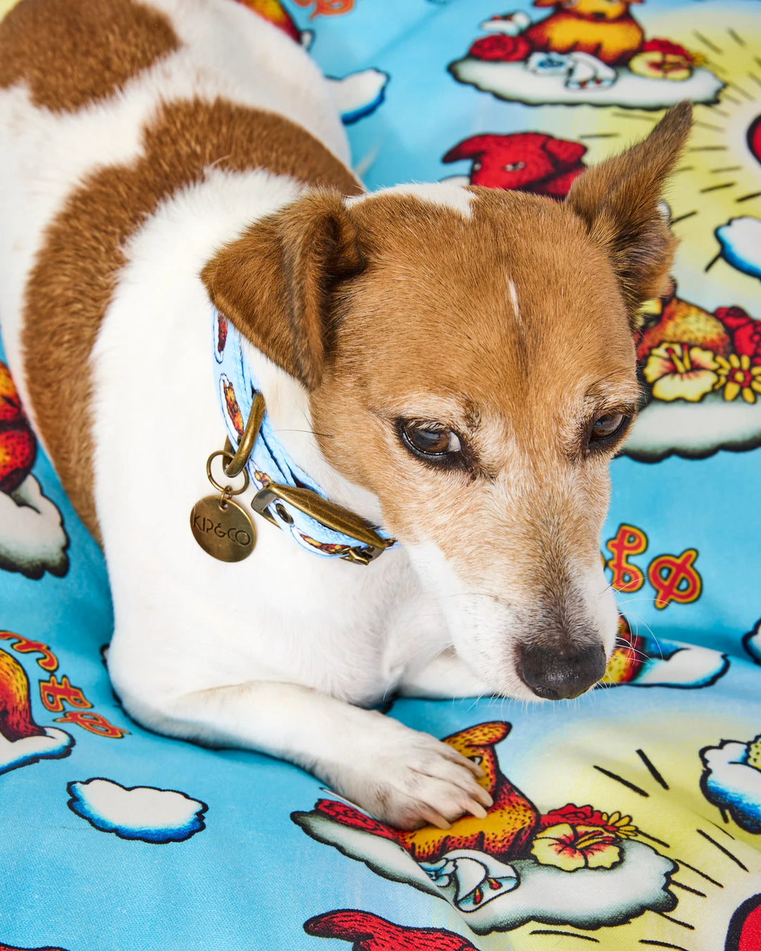 Kip & Co x Mambo Puppies Dog Collar